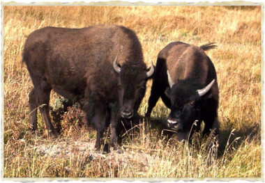 Yellowstone